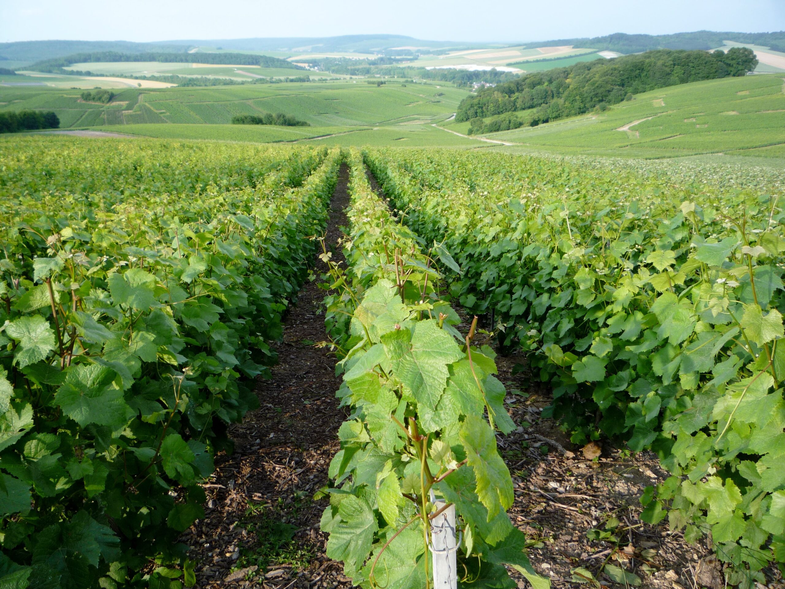 champagne vineyards 3