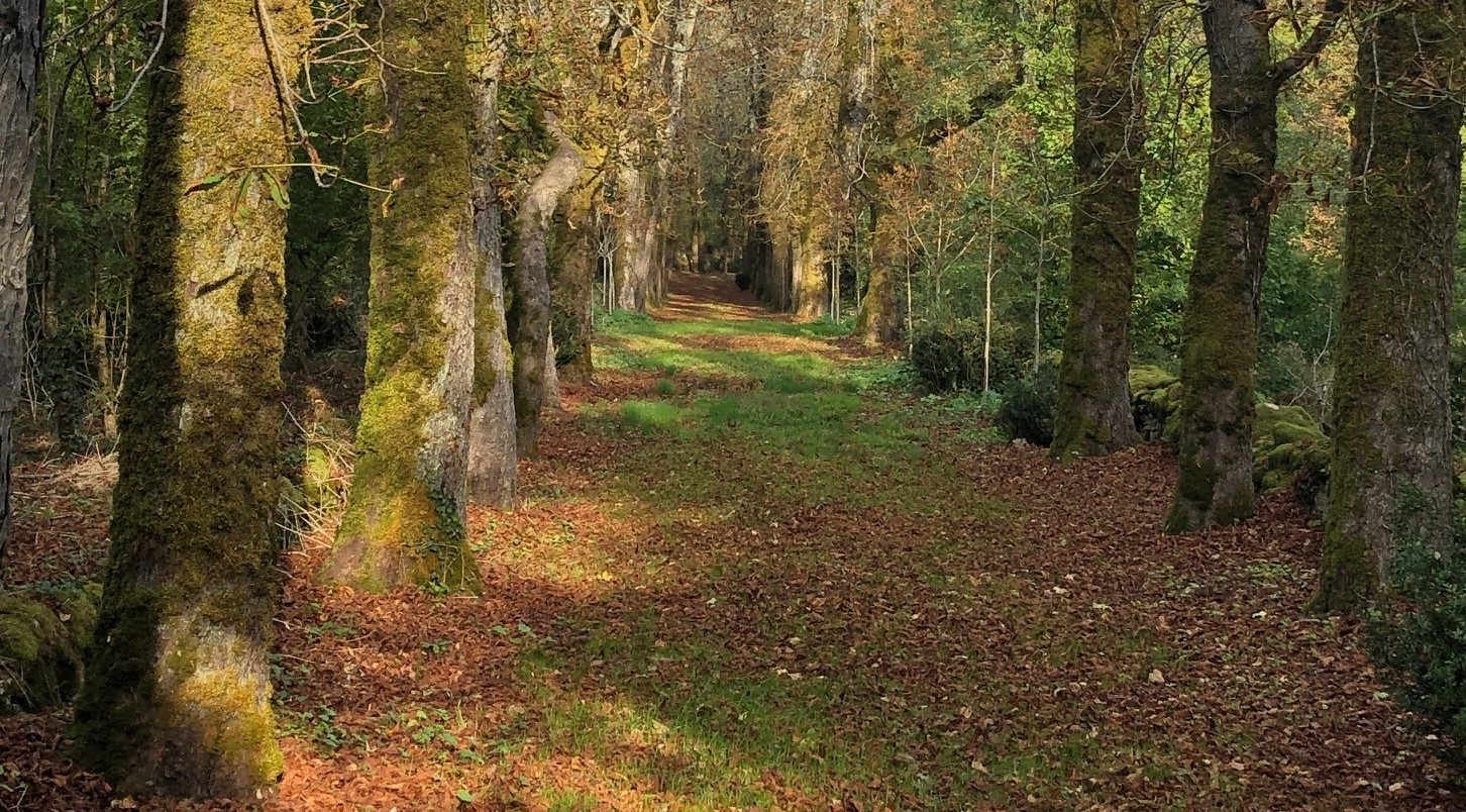 THE WAY HOME