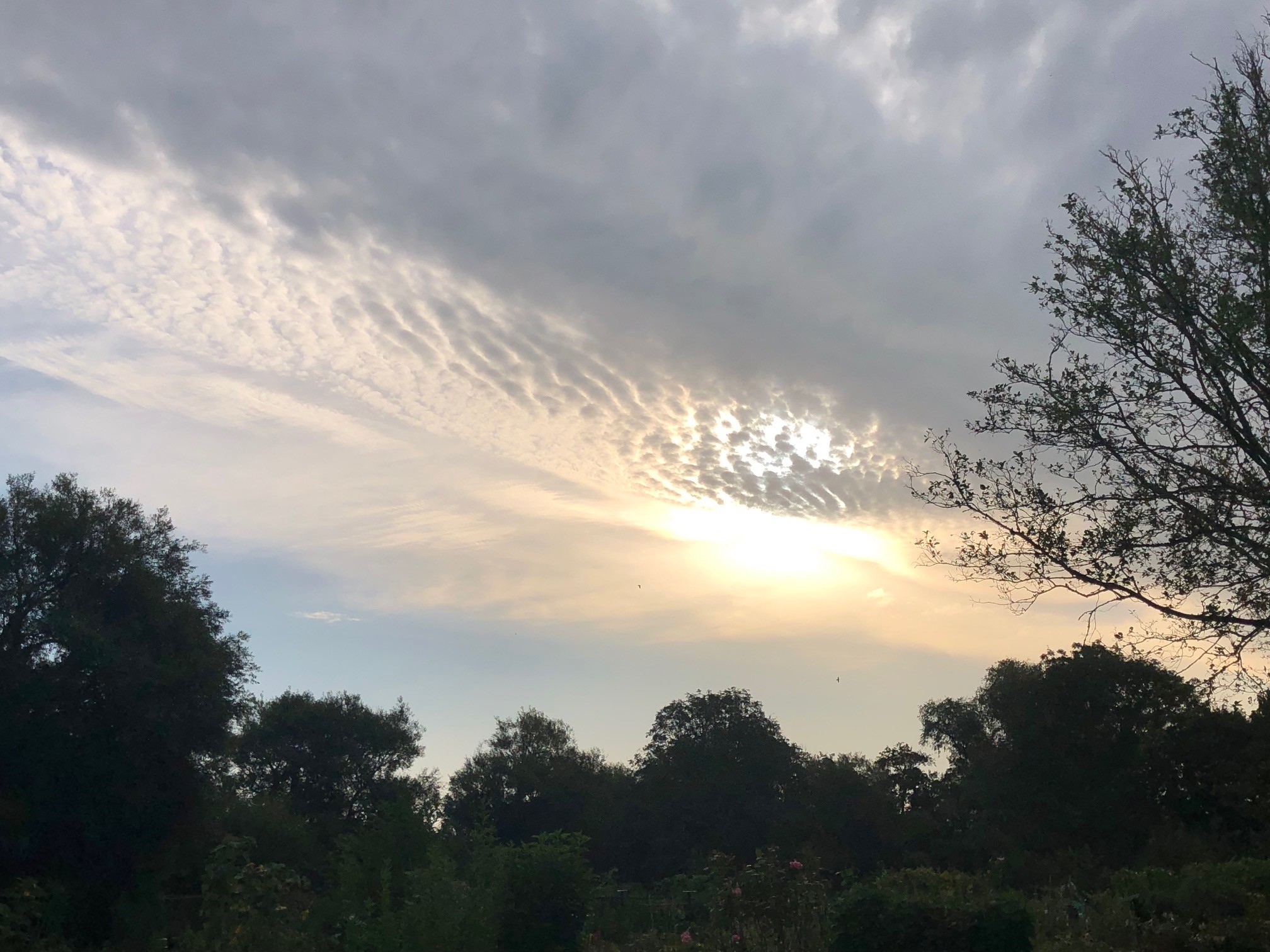 My Dorchester Walk